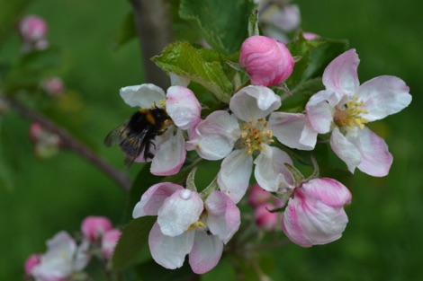 Bumblebee on apple blossom at Hackney Leys